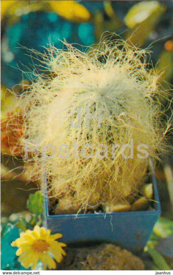 Old man cactus - Cephalocereus senilis - Cactus - flowers - 1974 - Russia USSR - unused - JH Postcards