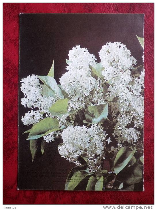 greeting card - lilacs - flowers - Russia - USSR - unused - JH Postcards