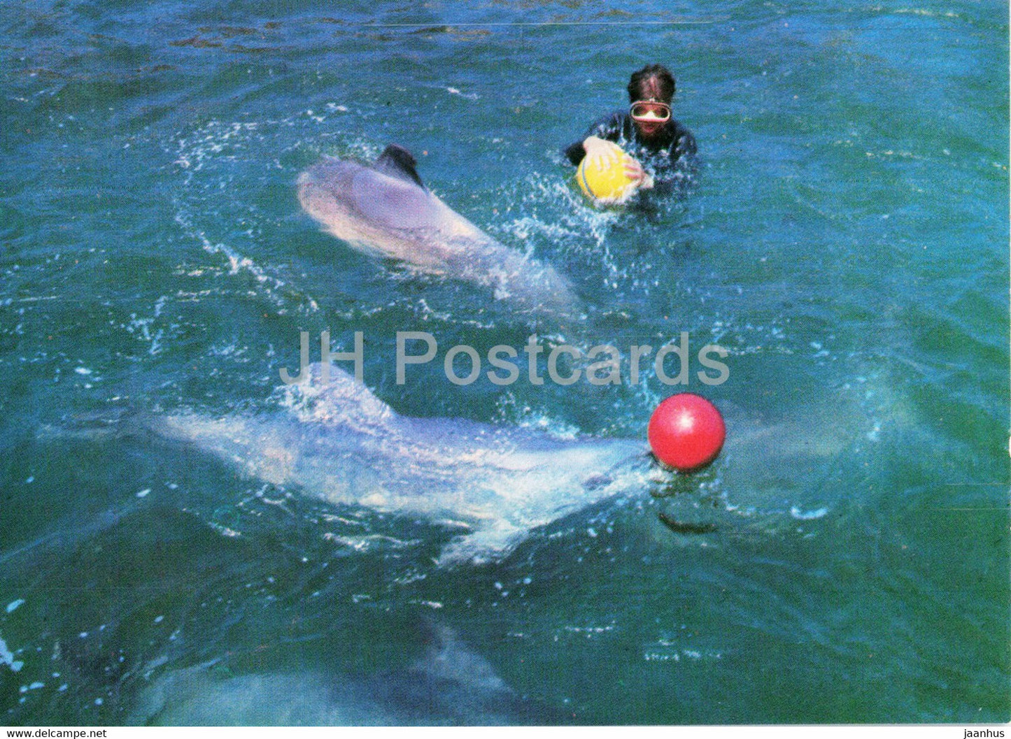 Batumi Dolphinarium - dolphin - water polo - 1980 - Georgia USSR - unused - JH Postcards