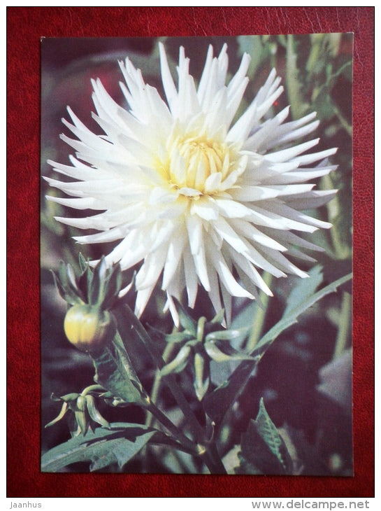 dahlia Snow Cap - flowers - 1982 - Russia USSR - unused - JH Postcards