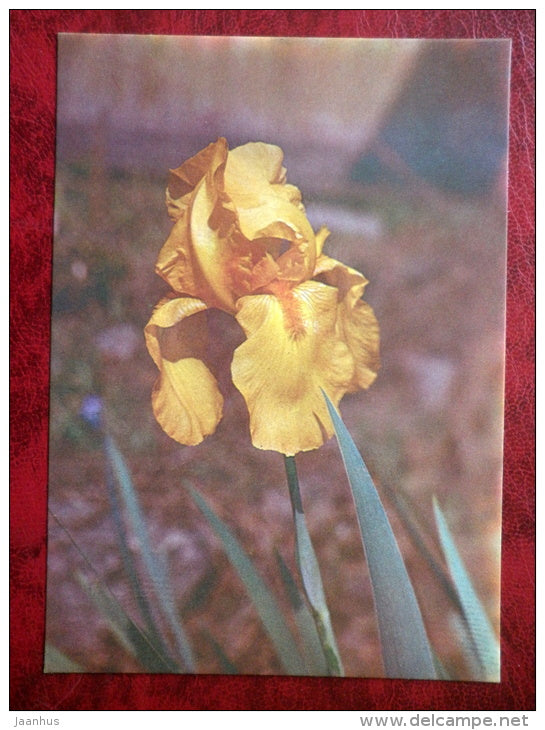 Solid Gold - Iris varieties - flowers - 1984 - Estonia USSR - unused - JH Postcards