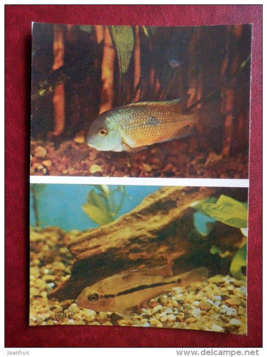 Nicaragua cichlid - Cichlasoma nicaraguense - aquarium fishes - 1982 - Russia USSR - unused - JH Postcards