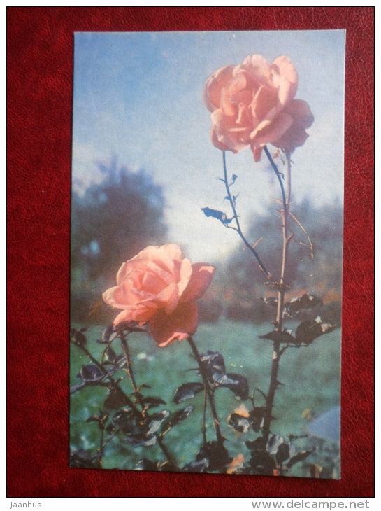 Greeting Card - red roses - flowers - 1968 - Russia USSR - used - JH Postcards