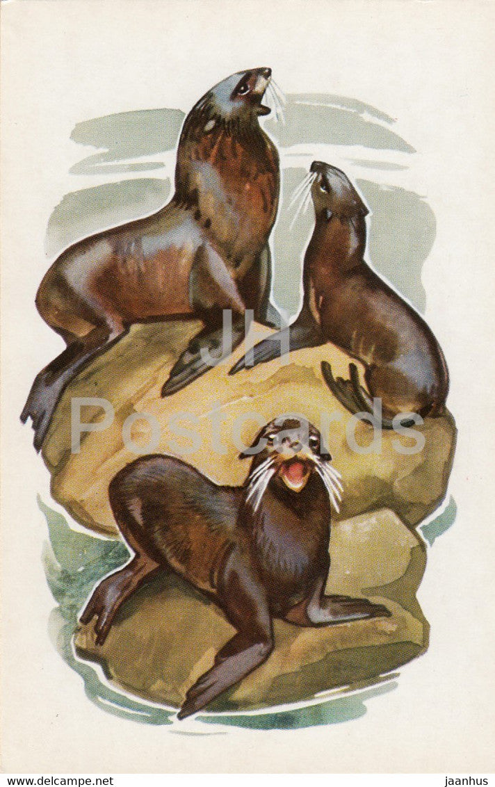 Fur seal - illustration - Polar Animals - 1972 - Russia USSR - unused - JH Postcards