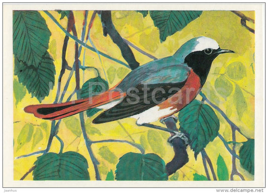 Common redstart - Phoenicurus phoenicurus - Birds of Russian Forest - 1979 - Russia USSR - unused - JH Postcards