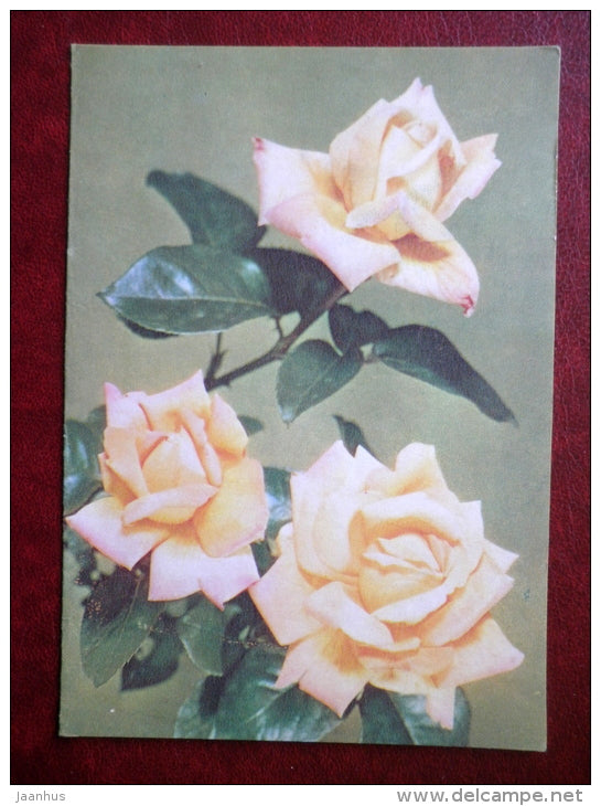 telegram - pink roses - flowers - 1981 - Russia USSR - used - JH Postcards