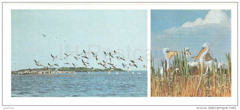 Pelican - birds - Astrakhan Nature Reserv - 1983 - Russia USSR - unused - JH Postcards