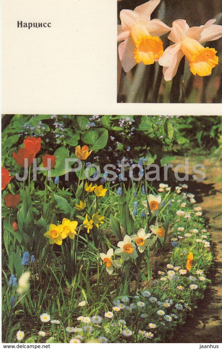 Narcissus - Flowers - 1991 - Russia USSR - unused - JH Postcards