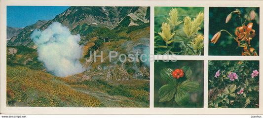 Kronotsky Nature Reserve - Indian paintbrush - Bunchberry - lily - Arctic bramble flowers - 1981 - Russia USSR - unused - JH Postcards