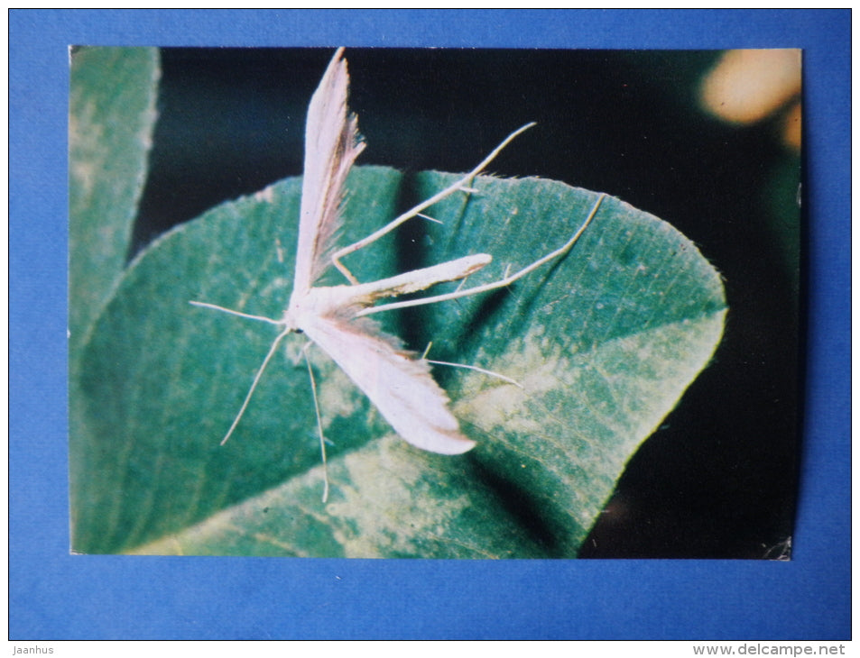 Alucita pentadactyla - insects - 1980 - Russia USSR - unused - JH Postcards