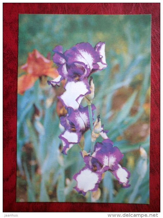 Stepping Out - Iris varieties - flowers - 1984 - Estonia USSR - unused - JH Postcards