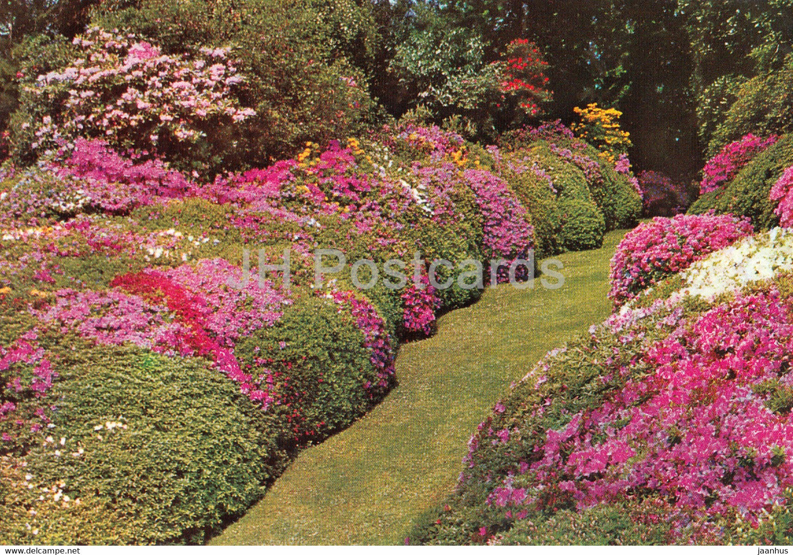 Lago di Como - Parco di Villa Carlotta - Azalee - Park of Villa Carlotta - Azaleas - flowers - Italy - Italia - unused - JH Postcards