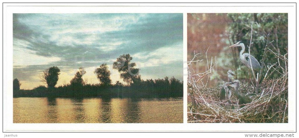 Grey heron , Ardea cinerea - birds - Astrakhan Nature Reserv - 1983 - Russia USSR - unused - JH Postcards