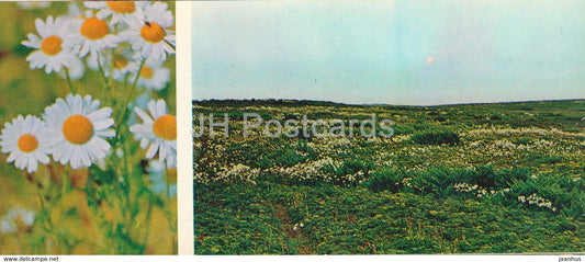 Chamomile - plants - Tundra in bloom - 1973 - Russia USSR - unused - JH Postcards