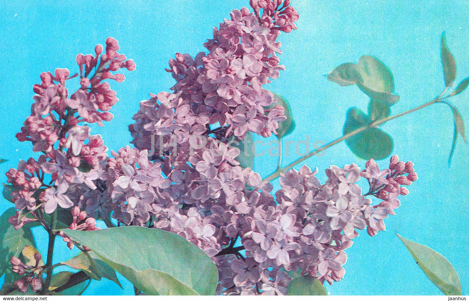 Johan Mensing - Lilac - Flowers - 1973 - Russia USSR - unused - JH Postcards