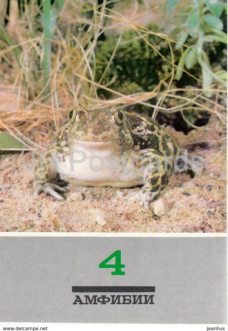 Pelobates syriacus - Syrian spadefoot - frog - Amphibians - animals - 1989 - Russia USSR - unused - JH Postcards