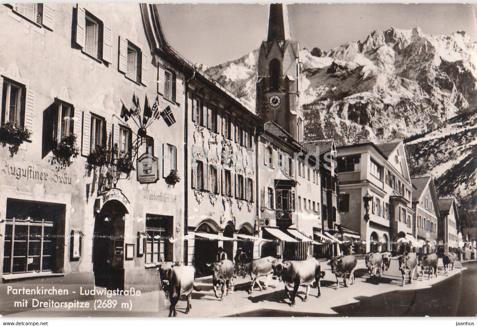 Partenkirchen - Ludwigstrasse mit Dreitorspitze 2689 m - cow - animals - 1960 - Germany - used - JH Postcards