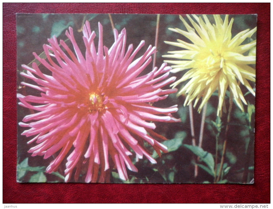 Greeting Card - dahlias - flowers - 1968 - Russia USSR - used - JH Postcards