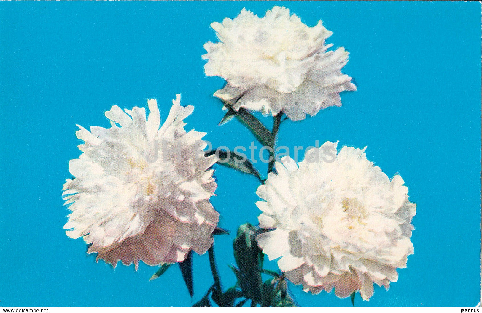 Galina Ulanova - Peonies - flowers - 1977 - Russia USSR - unused - JH Postcards