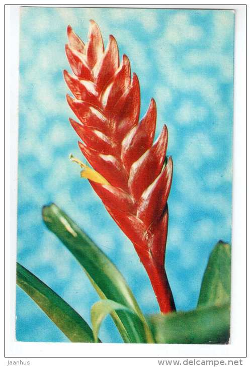 Vriesia - Decorative House Plants - flowers - 1974 - Russia USSR - unused - JH Postcards