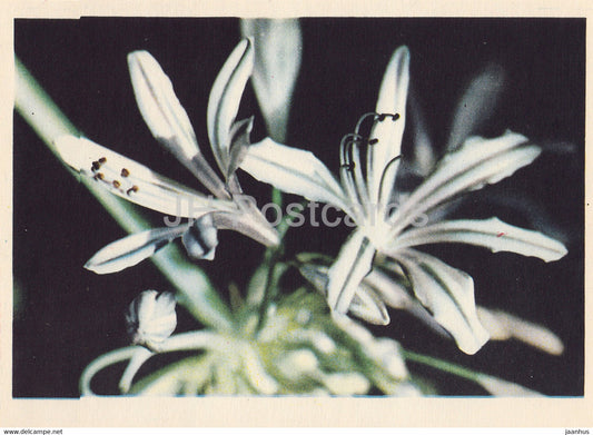 Lily of the Nile - Agapanthus - flowers - plants - 1962 - Latvia USSR - unused - JH Postcards