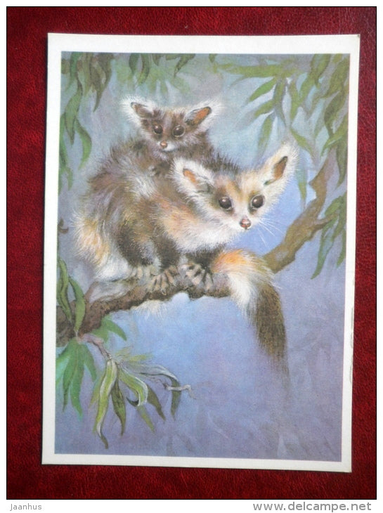 Giant flying squirrel - Petaurus breviceps gigant  - illustration by A. Isakov - 1982 - Russia USSR - unused - JH Postcards