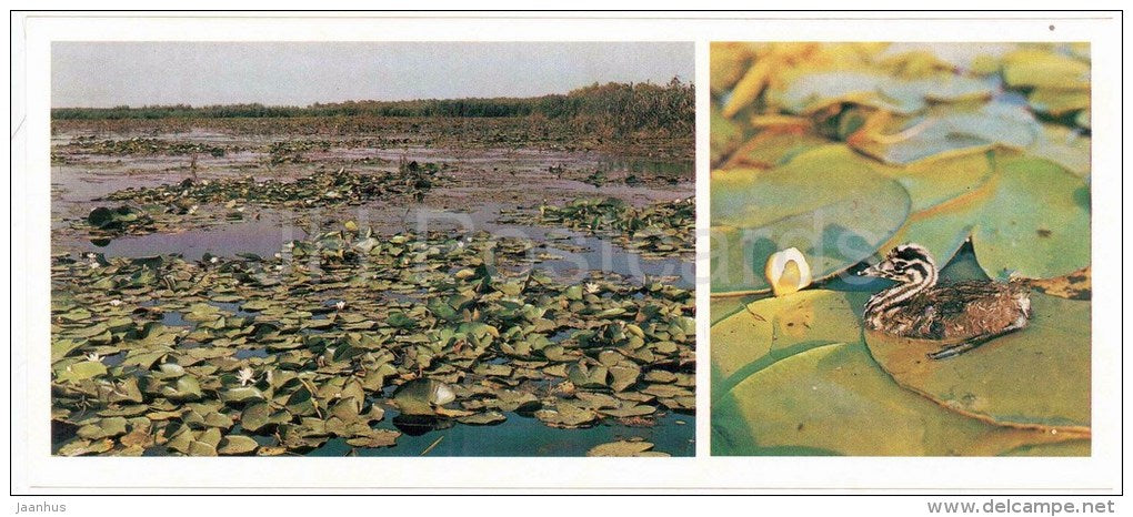 Great crested grebe , Podiceps cristatus - birds - water lily - Astrakhan Nature Reserv - 1983 - Russia USSR - unused - JH Postcards