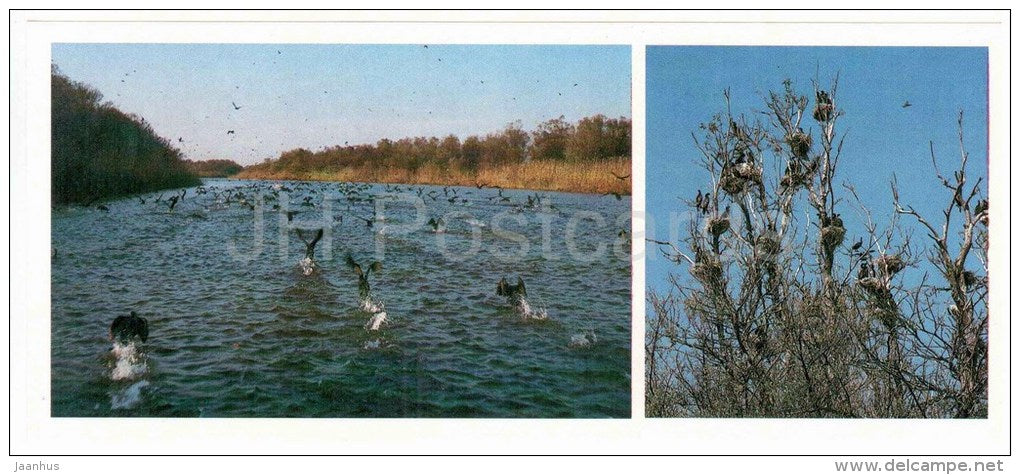 Great Cormorant , Phalacrocorax carbo - birds - Astrakhan Nature Reserv - 1983 - Russia USSR - unused - JH Postcards