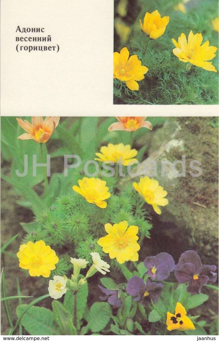 Pheasant's eye - Adonis vernalis - Flowers - 1991 - Russia USSR - unused - JH Postcards