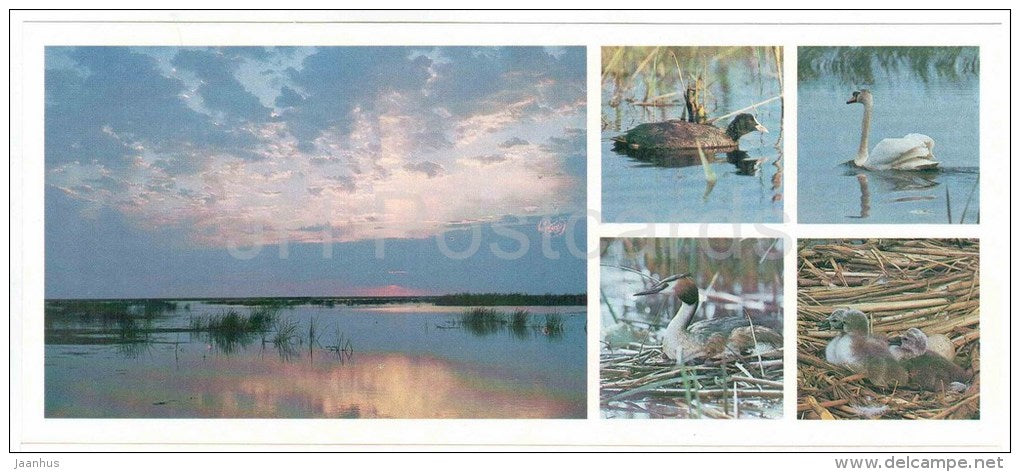 Eurasian Coot , Great Crested Grebe - Mute Swan - birds - Astrakhan Nature Reserv - 1983 - Russia USSR - unused - JH Postcards