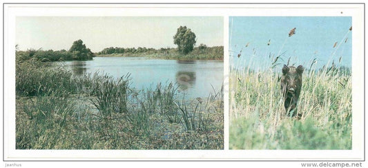 Wild Boar , Sus scrofa - Astrakhan Nature Reserv - 1983 - Russia USSR - unused - JH Postcards