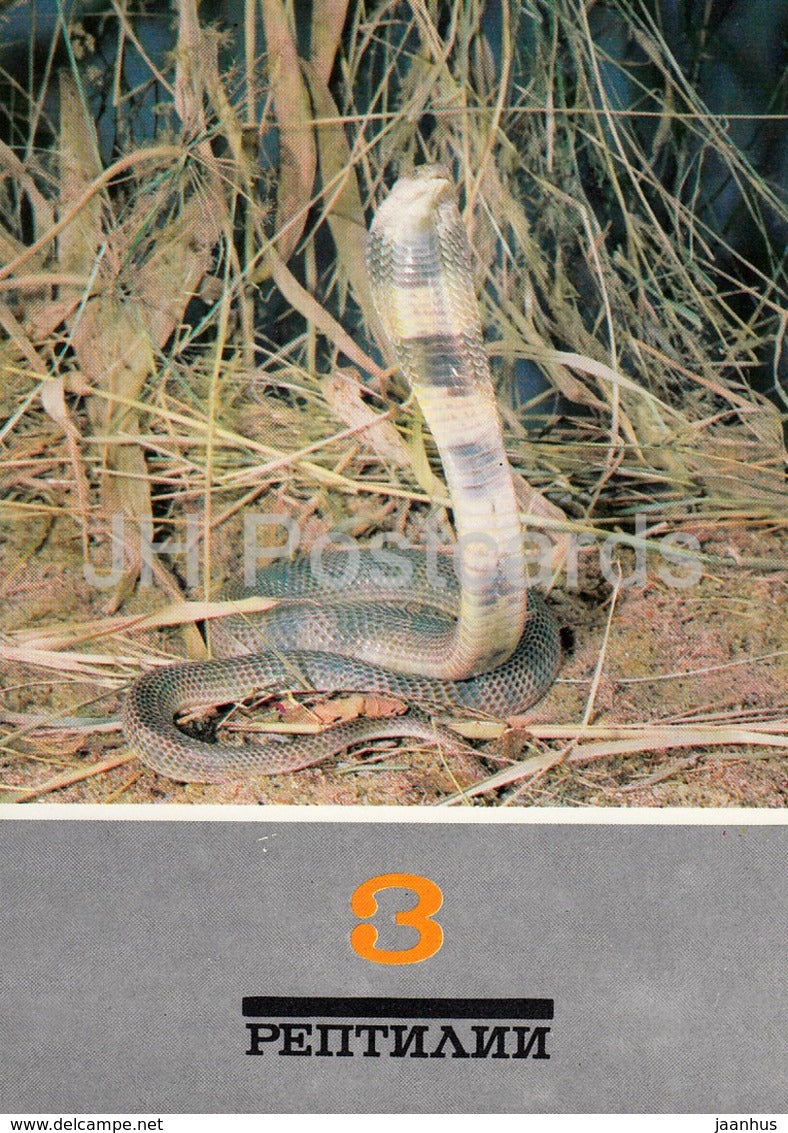 Central Asian cobra - Naja oxiana - snake - Reptiles - animals - 1989 - Russia USSR - unused - JH Postcards