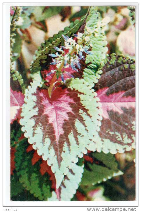 Coleus hybrida - Decorative House Plants - flowers - 1974 - Russia USSR - unused - JH Postcards