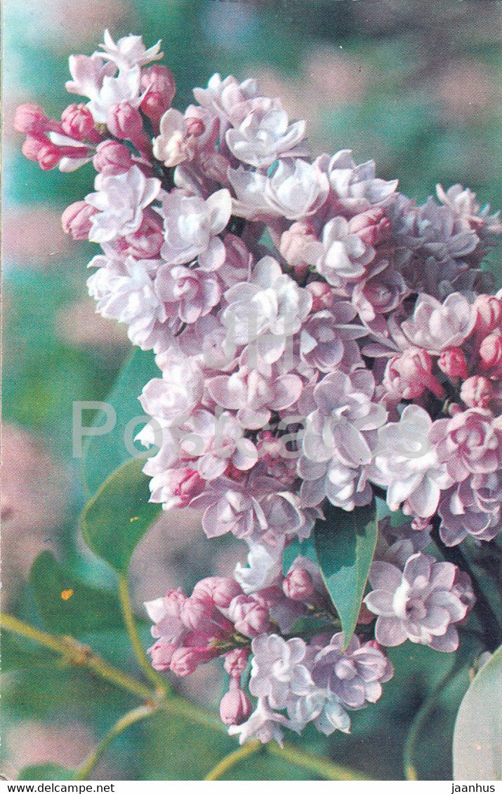 Montaigne - Lilac - Flowers - 1973 - Russia USSR - unused - JH Postcards