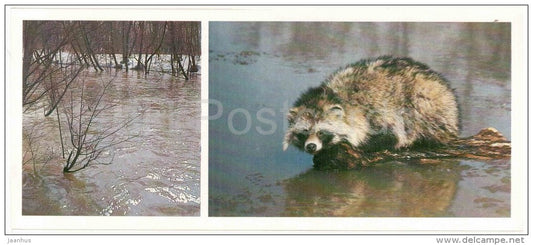 Raccoon dog , Nyctereutes procyonoides - spring - Darwin Nature Reserve - 1983 - Russia USSR - unused - JH Postcards