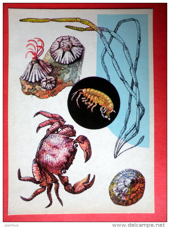 Barnacle - Scytosiphon - Patella - The Harlequin Crab - Gammarus - Marine Life - 1979 - Russia USSR - unused - JH Postcards