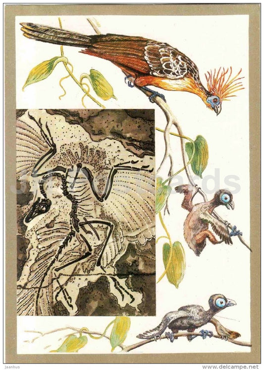 Hoatzin - archeopteryx - birds - Protected Animals and Plants - 1983 - Russia USSR - unused - JH Postcards