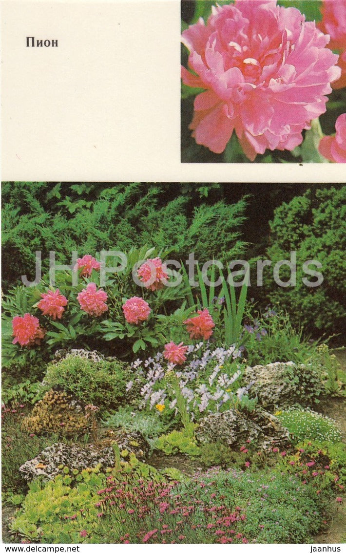 Peony - Flowers - 1991 - Russia USSR - unused - JH Postcards