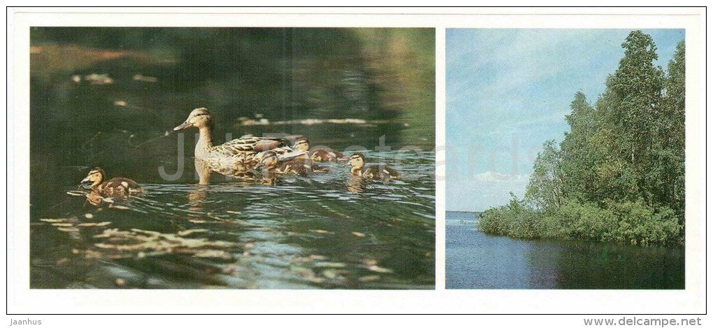 Mallard , Anas platyrhynchos - birds - Darwin Nature Reserve - 1983 - Russia USSR - unused - JH Postcards