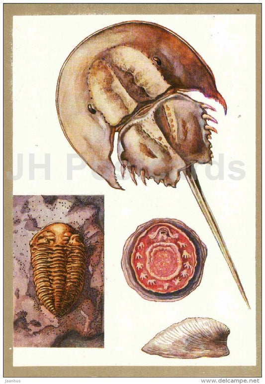 Xiphosura - Neopilina Galatea - trilobite - Protected Animals and Plants - 1983 - Russia USSR - unused - JH Postcards