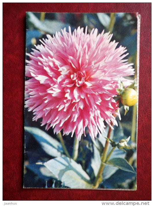 Greeting Card - dahlia Star - flowers - 1972 - Russia USSR - used - JH Postcards