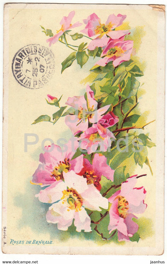 pink roses - Roses de Bengale - flowers - Serie A - illustration - old postcard - 1907 - France - used - JH Postcards