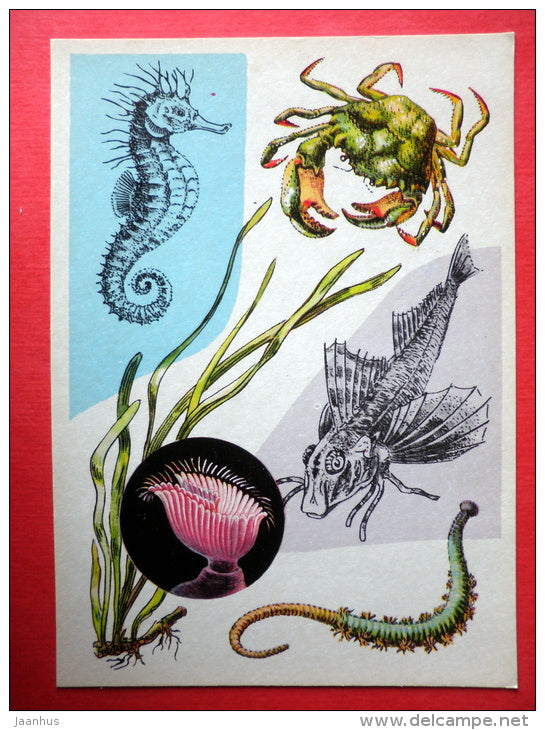 Sea Horse - Crab - Gurnard - Lobworm - Eelgrass - Marine Life - 1979 - Russia USSR - unused - JH Postcards