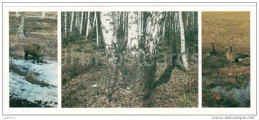 Wild Boar , Sus scrofa - goose - birds - spring - Darwin Nature Reserve - 1983 - Russia USSR - unused - JH Postcards