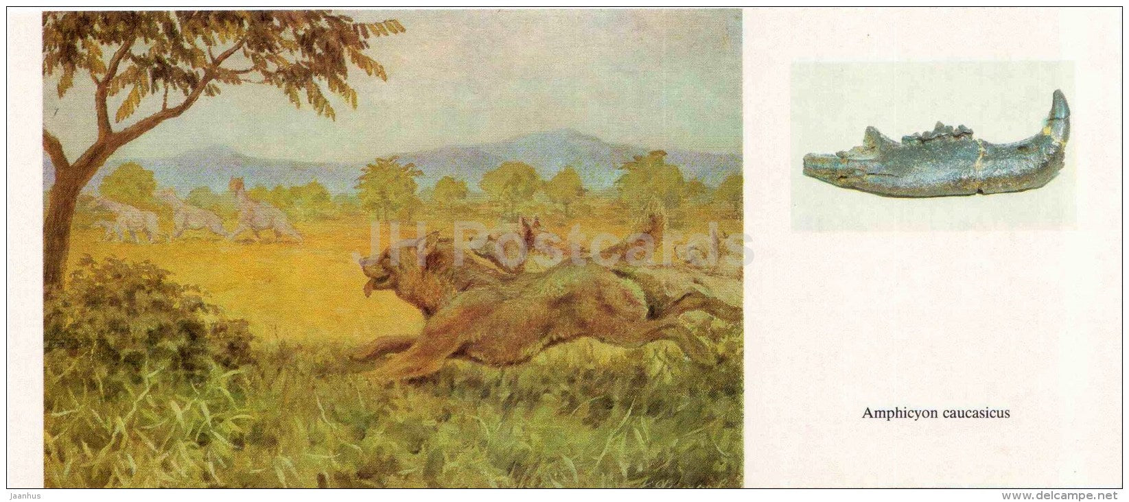 Amphicyon caucasicus - fossil - jawbone - illustration by Flerov - paleontology - 1989 - Russia USSR - unused - JH Postcards