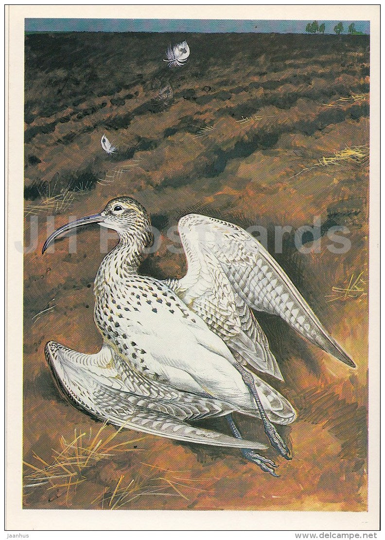 Slender-billed curlew , Numenius tenuir - Endangered species - illustration by V. Gorbatov - 1990 - Russia USSR - unused - JH Postcards