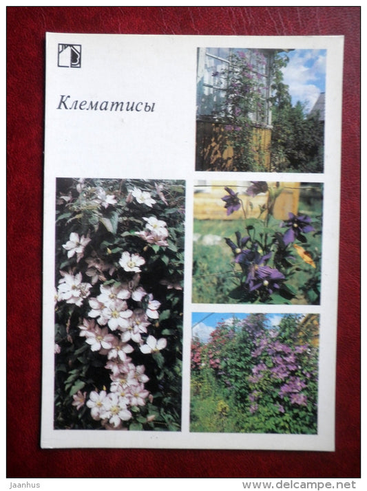 Clematis - Decorative flowers - 1987 - Russia USSR - unused - JH Postcards