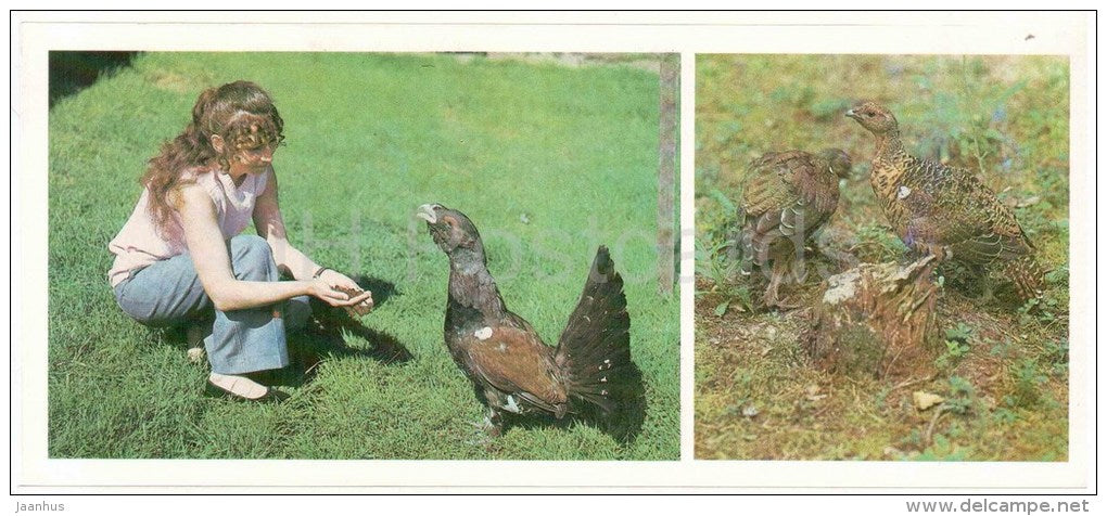 Western capercaillie , Tetrao urogallus - goose - birds - Darwin Nature Reserve - 1983 - Russia USSR - unused - JH Postcards