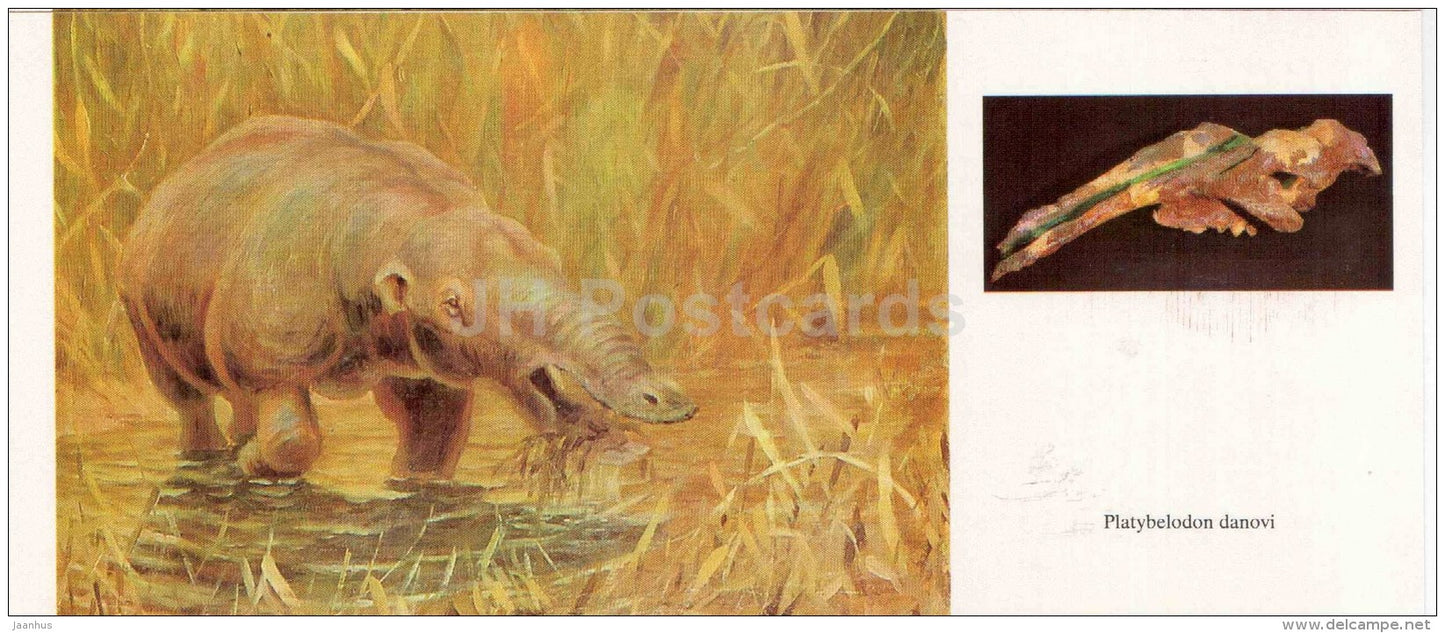 Platybelodon danovi - fossil - skull - illustration by Flerov - paleontology - 1989 - Russia USSR - unused - JH Postcards