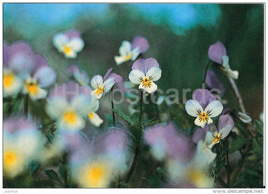 Wild Pansies on Ahelaid islet - flowers - Hiiumaa island - 1990 - Estonia USSR - unused - JH Postcards